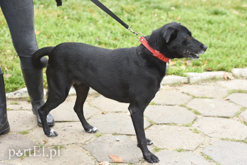 Galeria pod psem i kotem (Odc.29) zdjęcie nr 189539