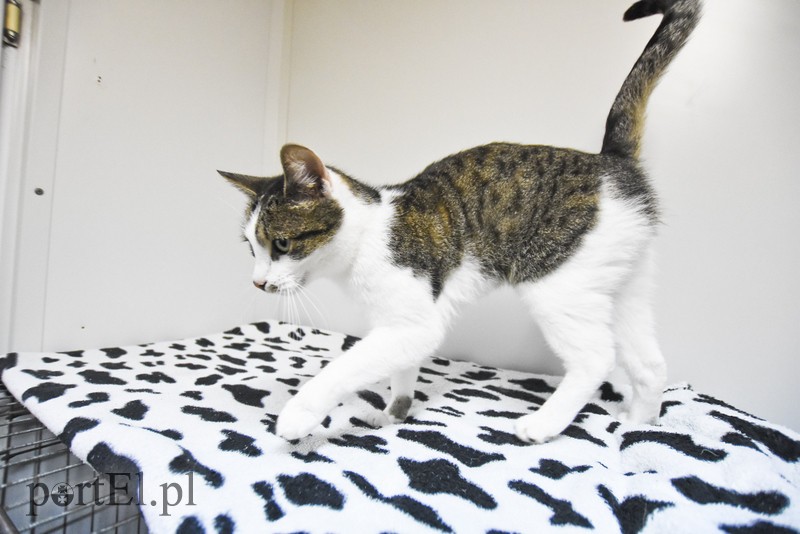 Galeria pod psem i kotem (Odc.29) zdjęcie nr 189719