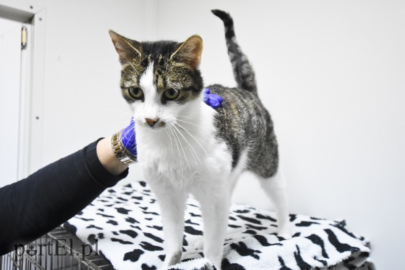 Galeria pod psem i kotem (Odc.29) zdjęcie nr 189714