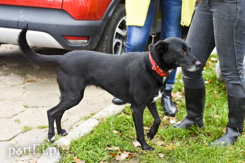 Galeria pod psem i kotem (Odc.29) zdjęcie nr 189538
