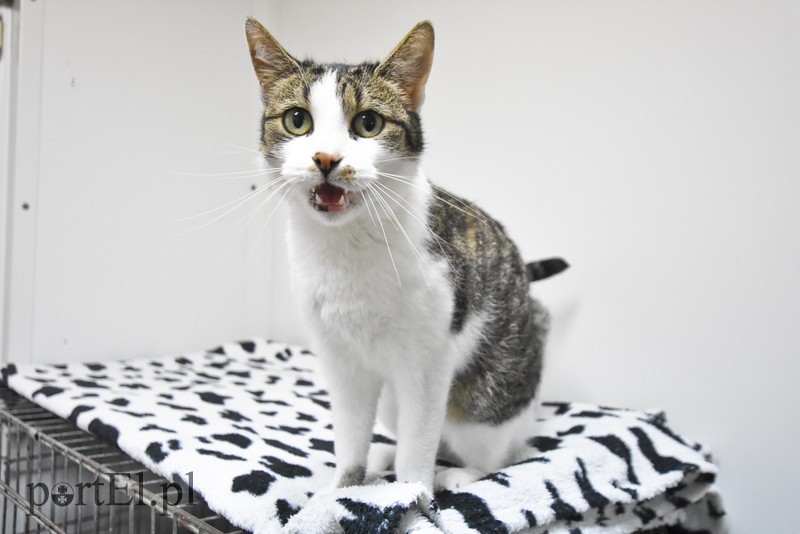 Galeria pod psem i kotem (Odc.29) zdjęcie nr 189715