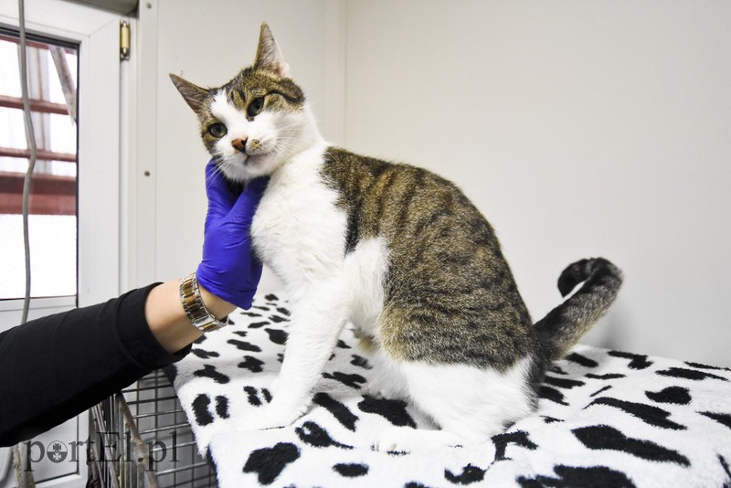 Galeria pod psem i kotem (Odc.29) zdjęcie nr 189716