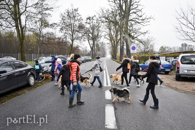 Pobiegli ponownie na sześć łap zdjęcie nr 189603