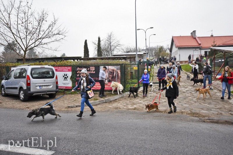 Pobiegli ponownie na sześć łap zdjęcie nr 189604