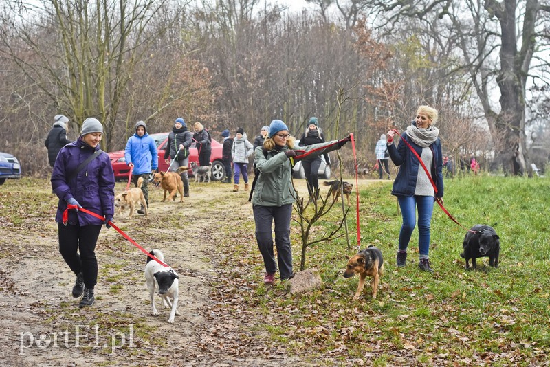 Pobiegli ponownie na sześć łap zdjęcie nr 189607