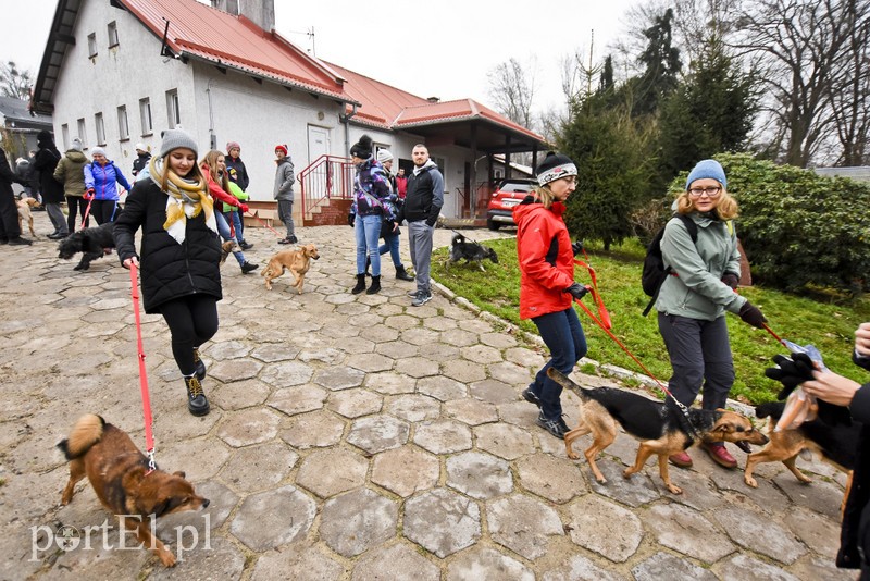 Pobiegli ponownie na sześć łap zdjęcie nr 189601