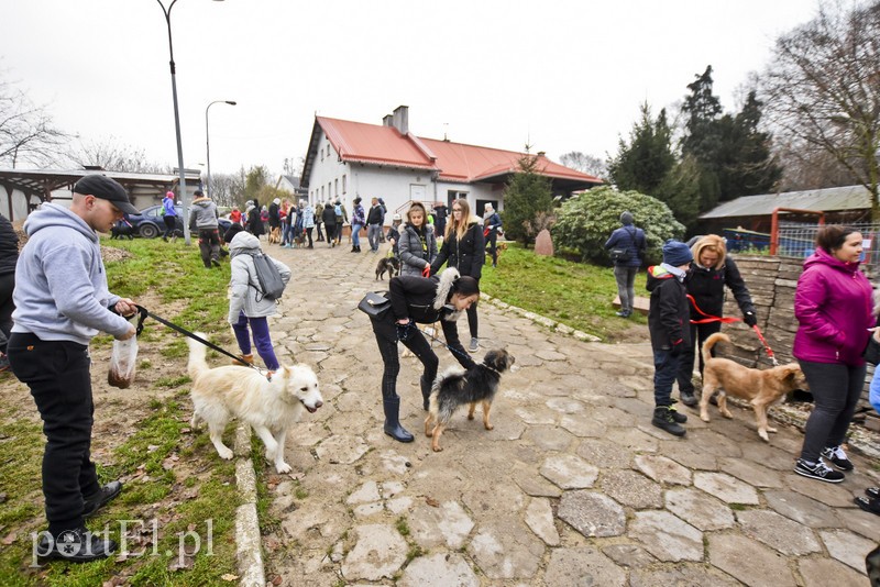 Pobiegli ponownie na sześć łap zdjęcie nr 189599