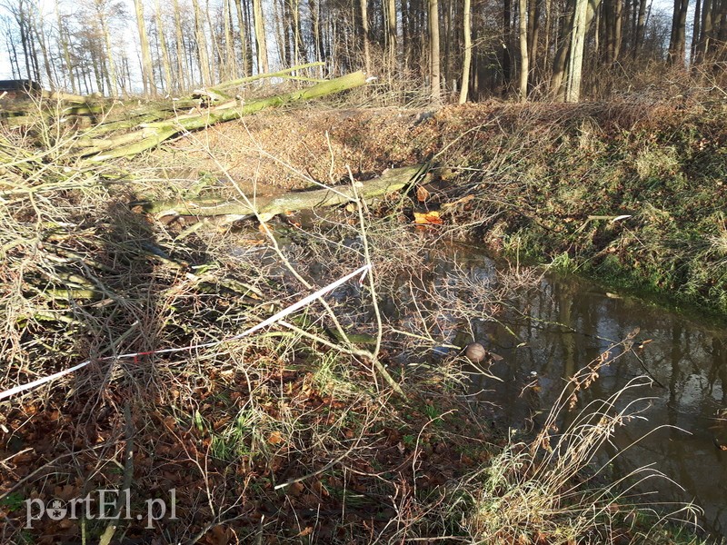 Wycięte drzewa blokują rzekę zdjęcie nr 190279