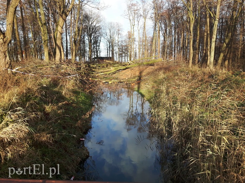 Wycięte drzewa blokują rzekę zdjęcie nr 190281