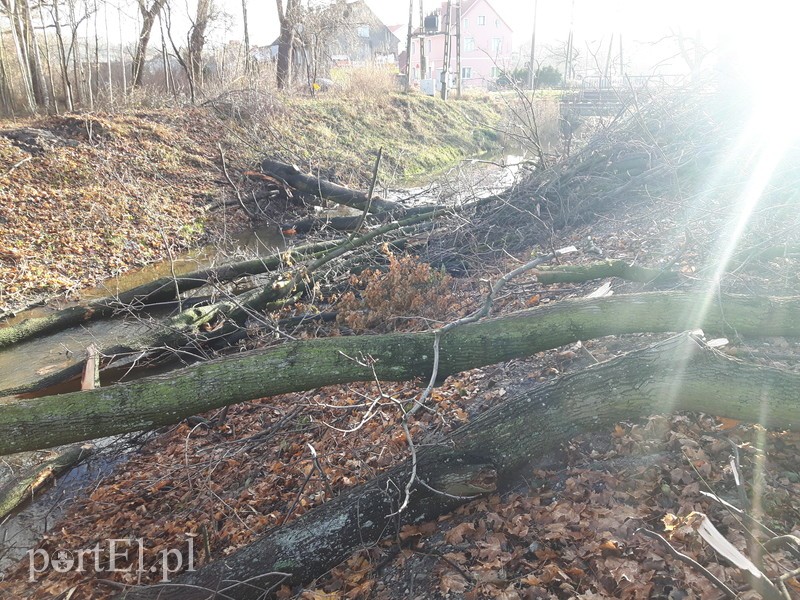 Wycięte drzewa blokują rzekę zdjęcie nr 190276