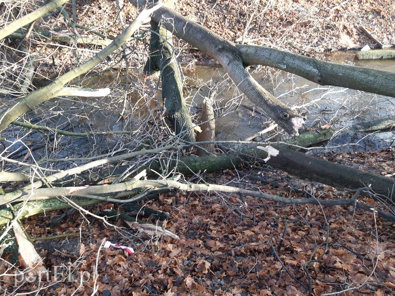Wycięte drzewa blokują rzekę zdjęcie nr 190280