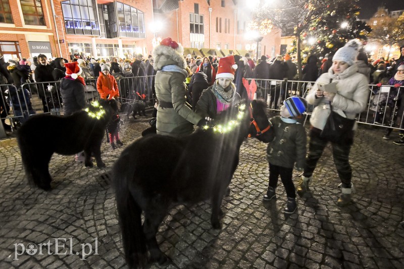 Choinka już zdobi Stare Miasto zdjęcie nr 190403