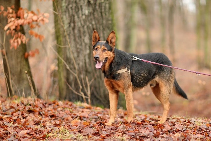 Galeria pod psem i kotem (Odc.35) zdjęcie nr 192201