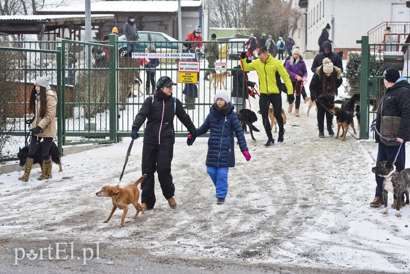 Zimowy spacer na sześć łap zdjęcie nr 193627