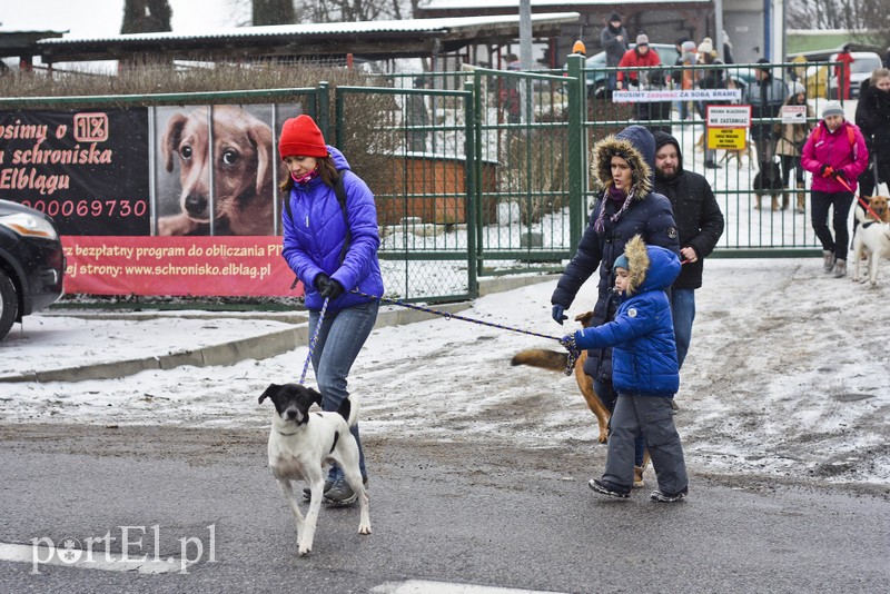 Zimowy spacer na sześć łap zdjęcie nr 193626