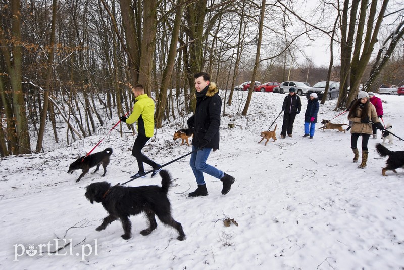 Zimowy spacer na sześć łap zdjęcie nr 193632