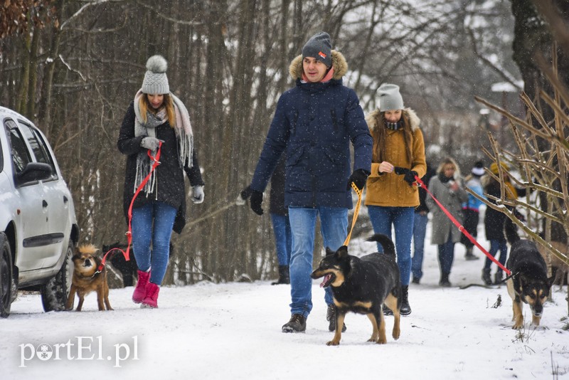 Zimowy spacer na sześć łap zdjęcie nr 193646