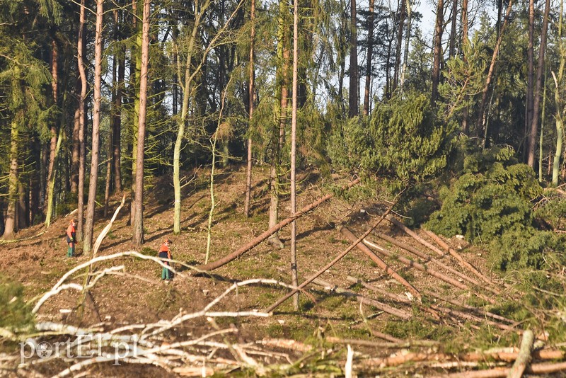 Wycinka, która budzi emocje zdjęcie nr 195039