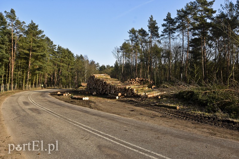 Wycinka, która budzi emocje zdjęcie nr 195030