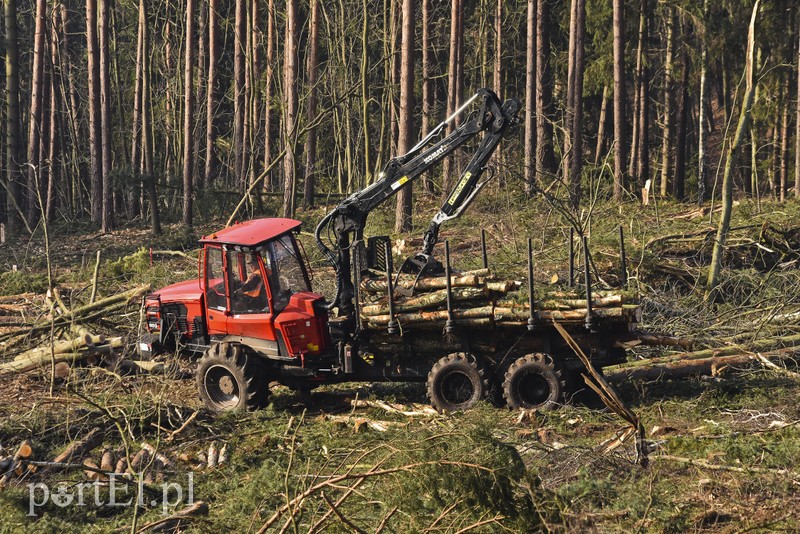 Wycinka, która budzi emocje zdjęcie nr 195023