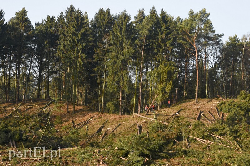 Wycinka, która budzi emocje zdjęcie nr 195043