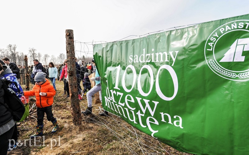 Niech się lasy pną do góry zdjęcie nr 197520