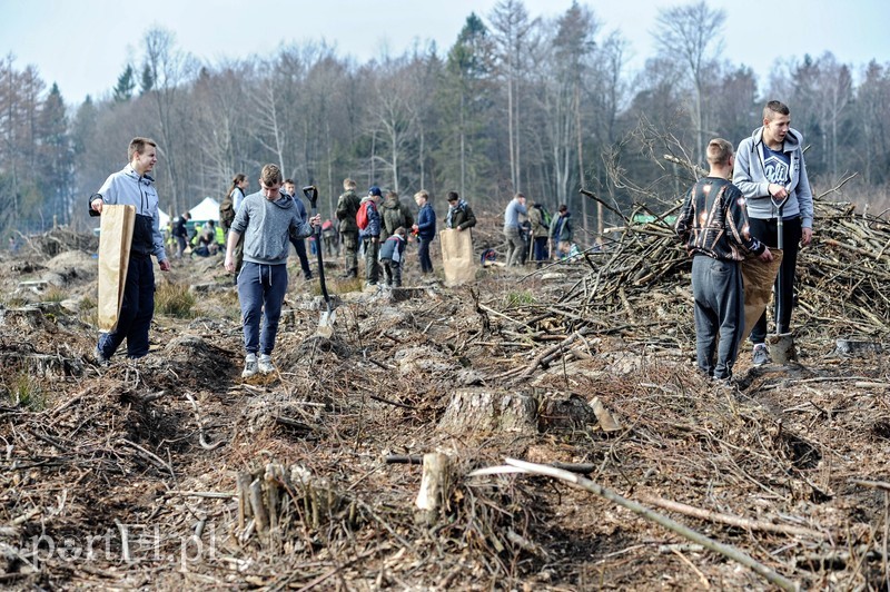 Niech się lasy pną do góry zdjęcie nr 197539