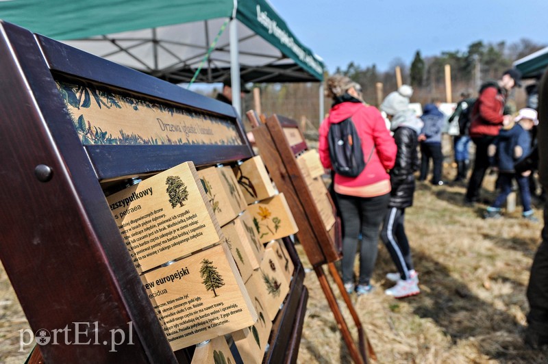 Niech się lasy pną do góry zdjęcie nr 197515