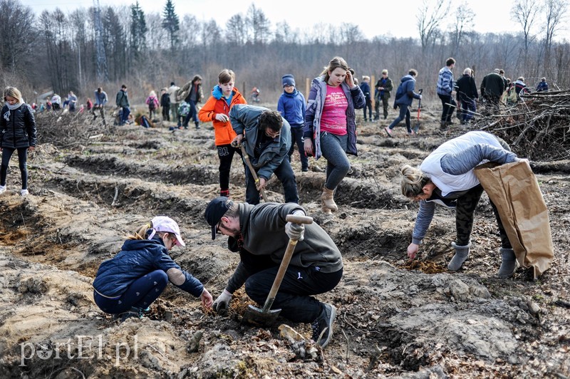 Niech się lasy pną do góry zdjęcie nr 197543