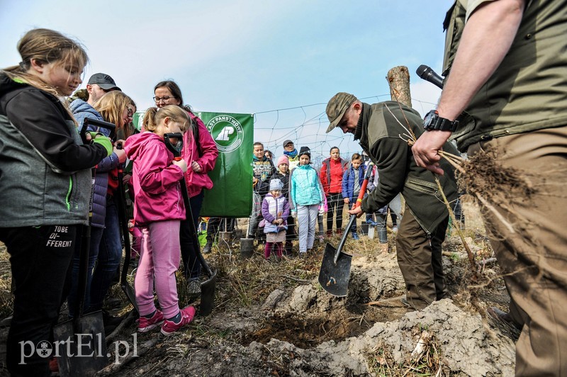 Niech się lasy pną do góry zdjęcie nr 197519