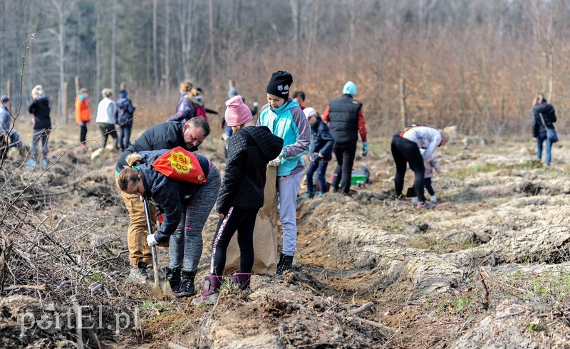 Niech się lasy pną do góry zdjęcie nr 197534