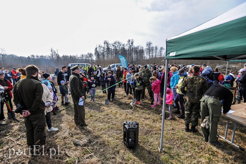 Niech się lasy pną do góry zdjęcie nr 197518