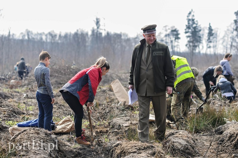 Niech się lasy pną do góry zdjęcie nr 197525