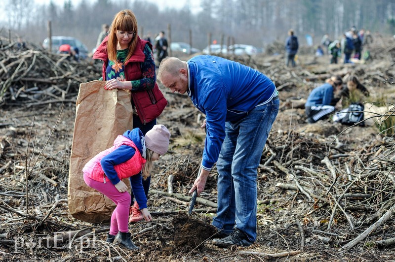 Niech się lasy pną do góry zdjęcie nr 197541