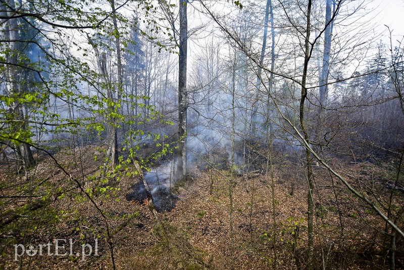 Pożar w środku lasu zdjęcie nr 199525