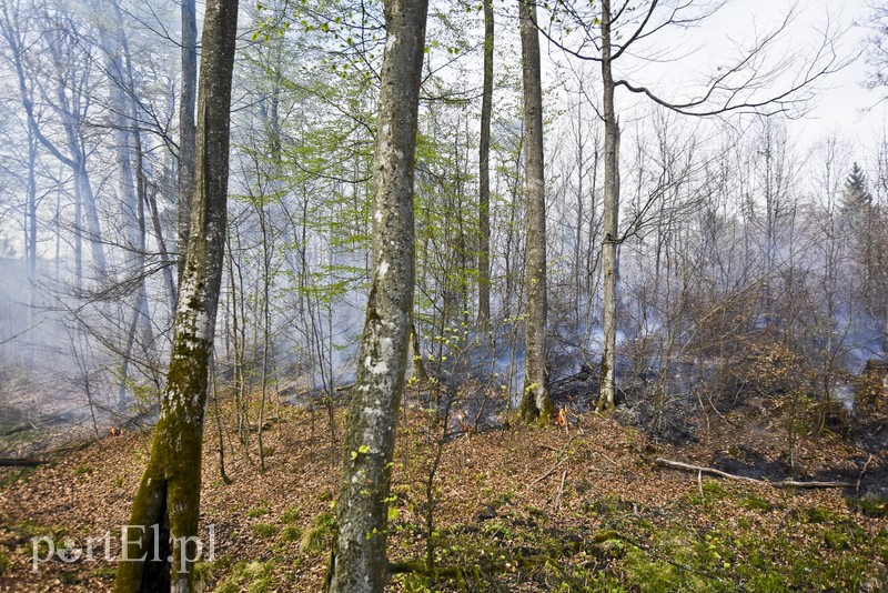 Pożar w środku lasu zdjęcie nr 199516