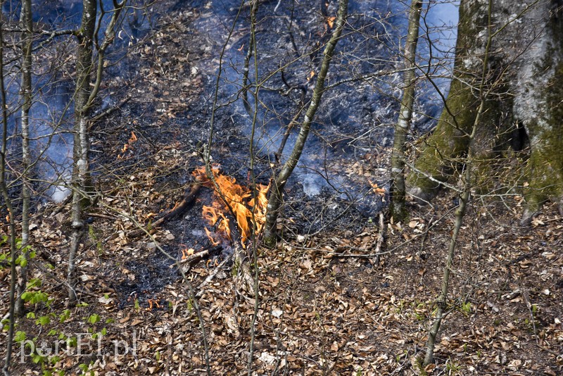 Pożar w środku lasu zdjęcie nr 199519