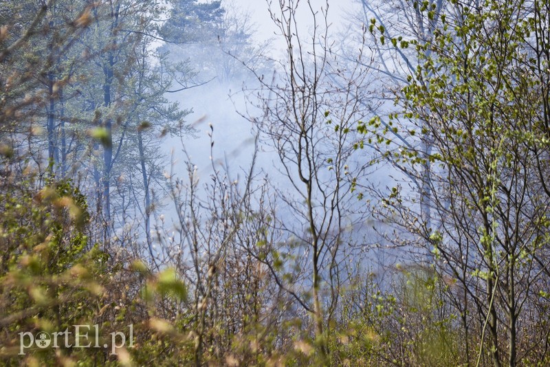 Pożar w środku lasu zdjęcie nr 199512
