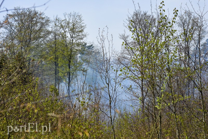 Pożar w środku lasu zdjęcie nr 199513