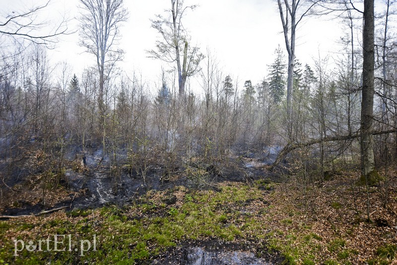 Pożar w środku lasu zdjęcie nr 199517