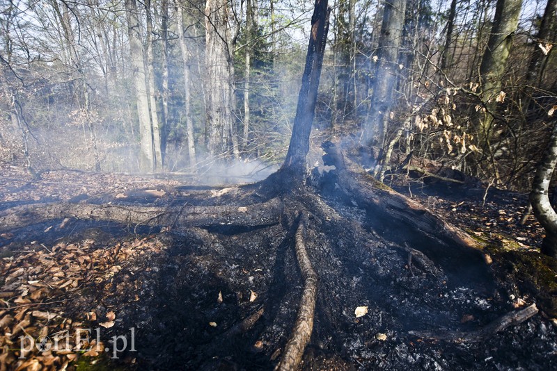 Pożar w środku lasu zdjęcie nr 199545