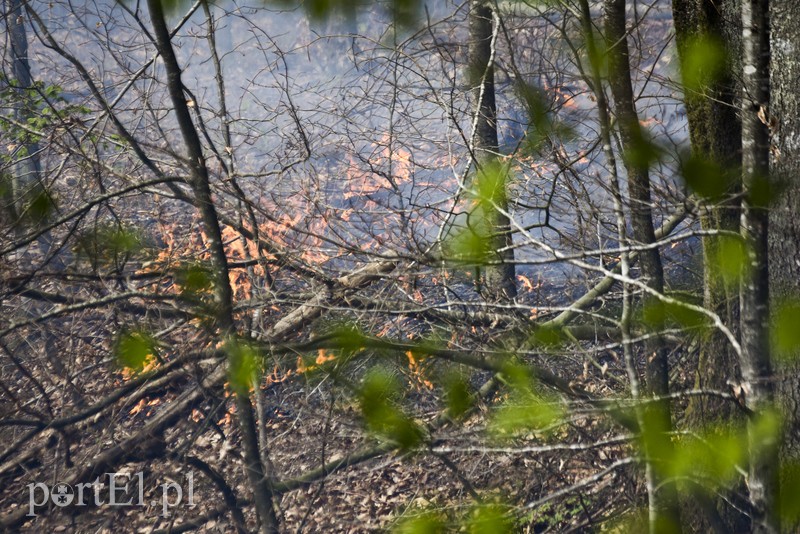 Pożar w środku lasu zdjęcie nr 199523
