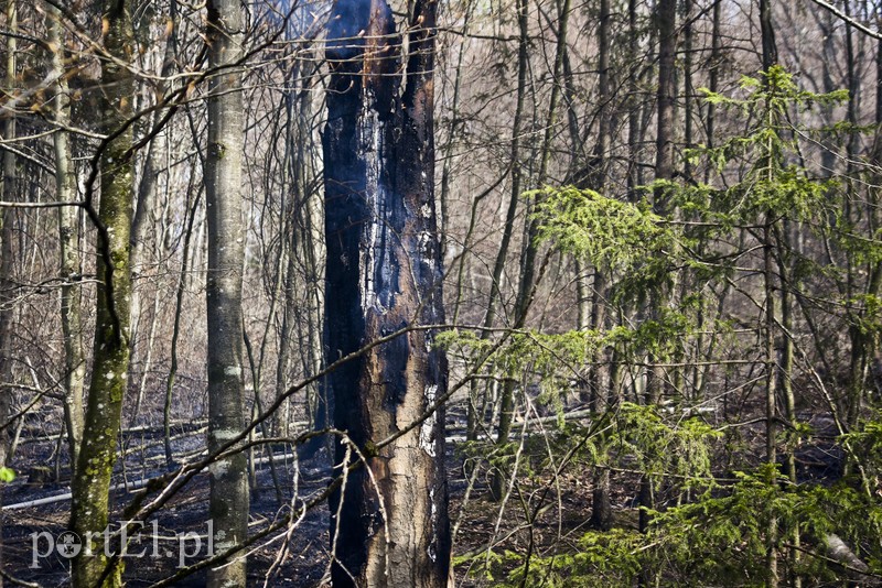 Pożar w środku lasu zdjęcie nr 199544