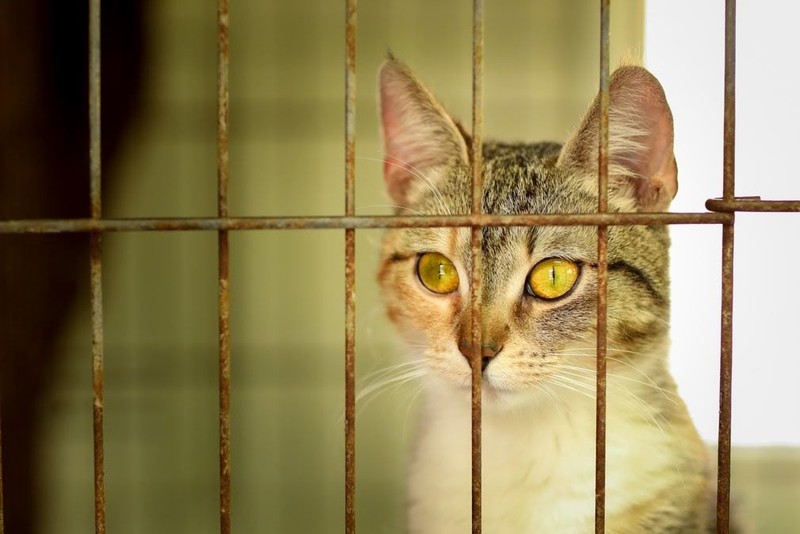 Galeria pod psem i kotem (Odc.53) zdjęcie nr 201121