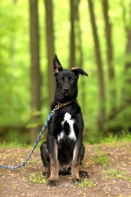 Galeria pod psem i kotem (Odc.53) zdjęcie nr 201124