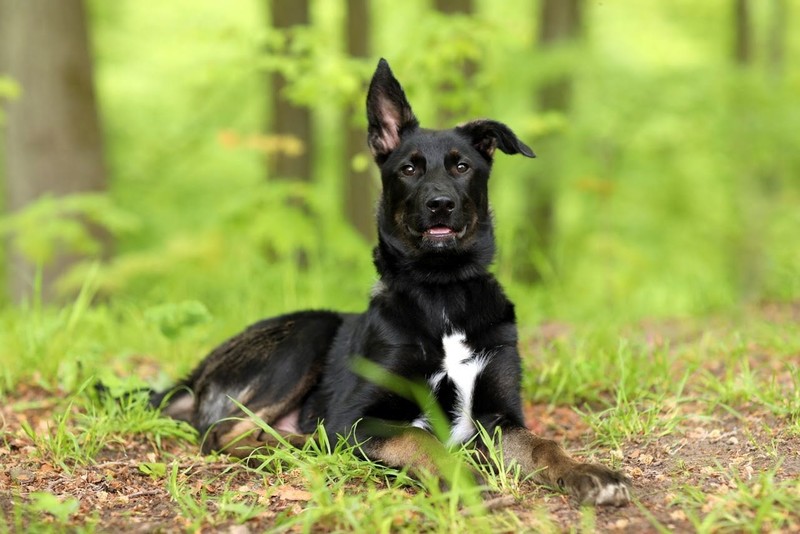 Galeria pod psem i kotem (Odc.53) zdjęcie nr 201125