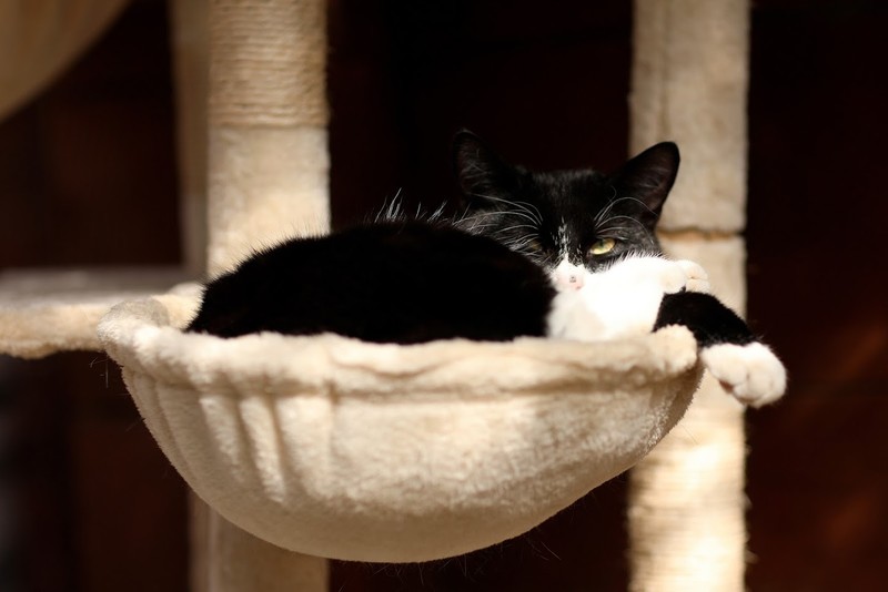 Galeria pod psem i kotem (Odc.55) zdjęcie nr 201530