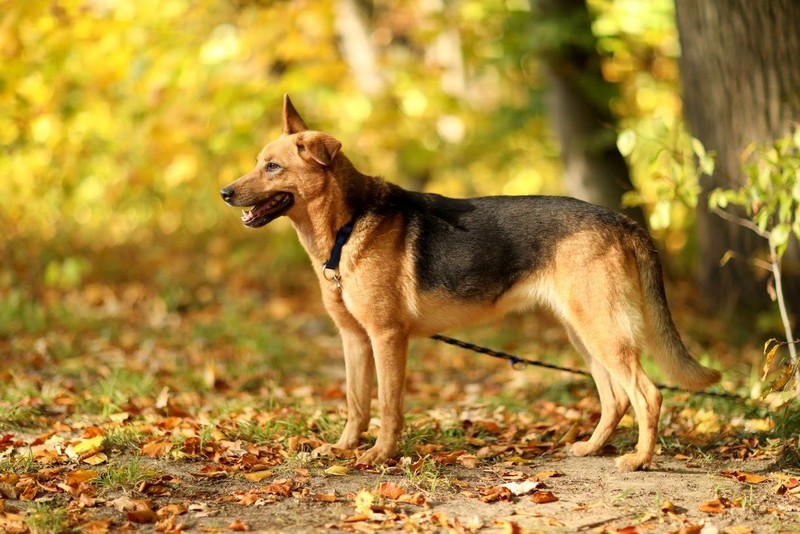 Galeria pod psem i kotem (Odc.55) zdjęcie nr 201526