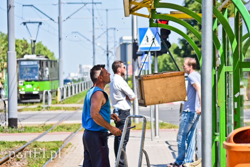 Pszczoły zaatakowały przystanek (aktualizacja) zdjęcie nr 202433
