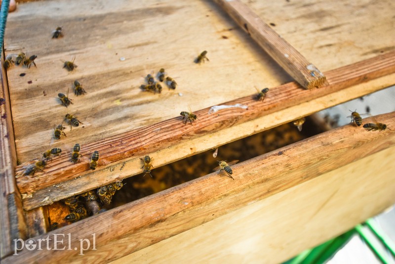 Pszczoły zaatakowały przystanek (aktualizacja) zdjęcie nr 202430